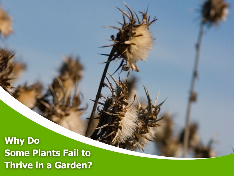 Withered plants in dry conditions, illustrating common reasons for plants not thriving in gardens.