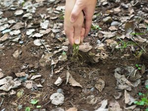 Hands pulling a small weed from soil, highlighting the frustration when weeds keep coming back in the garden.