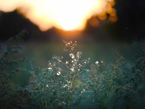 A blurry, golden sunset illuminates the silhouette of weeds in a field. Weeds keep coming back despite the fading light.