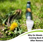 Close-up of dandelion weeds pulled from lawn with a weeding tool. Explains why weeds keep coming back.