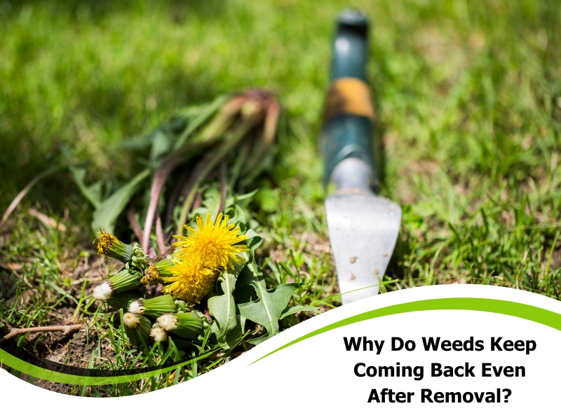 Close-up of dandelion weeds pulled from lawn with a weeding tool. Explains why weeds keep coming back.