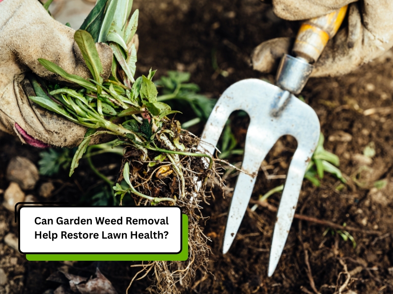 Gloved hands removing garden weeds using a hand fork tool, illustrating garden weeds removal for improved lawn health.