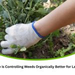 A gloved hand pulling weeds from soil, illustrating controlling weeds organically for a healthier lawn.