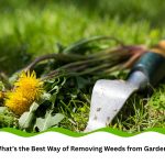 Uprooted dandelions with a trowel used for removing weeds from garden