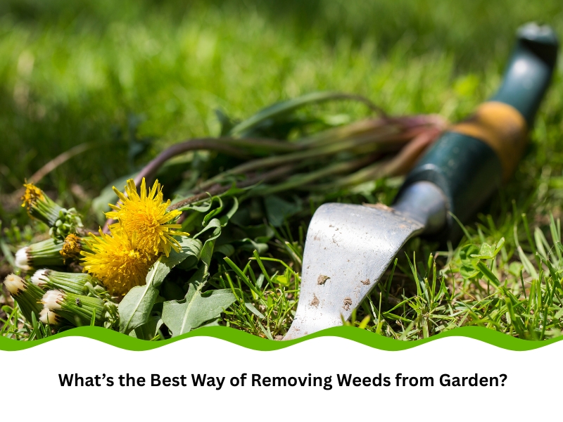 Uprooted dandelions with a trowel used for removing weeds from garden