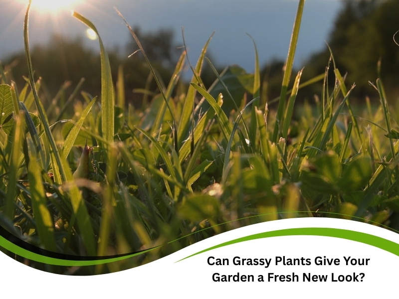 Sunlight shining on grassy plants for landscaping in a garden close-up view.