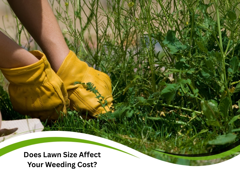 Person in yellow gloves pulling weeds in lawn to estimate weeding cost by area.