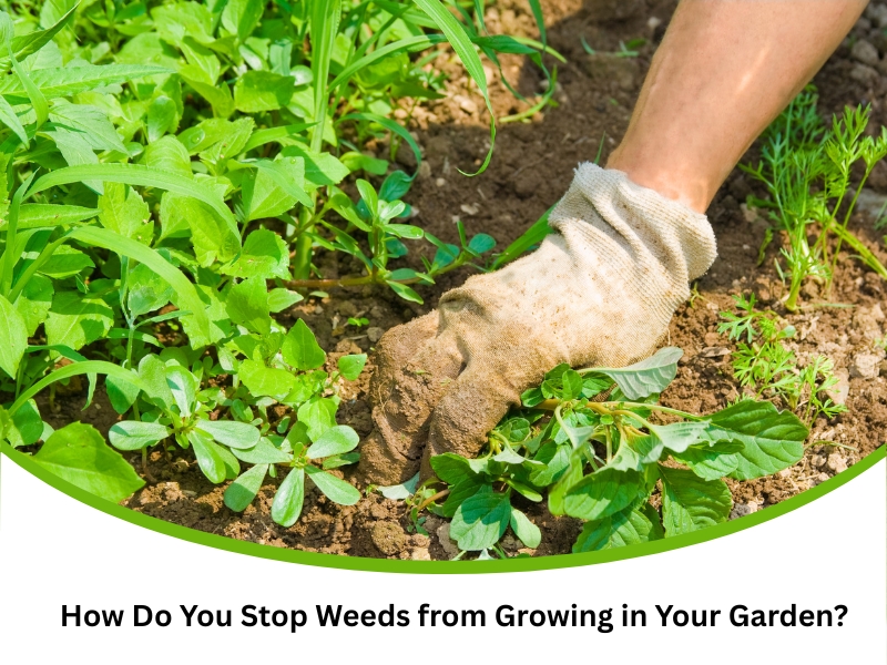Hand pulling weeds from soil to stop weeds from growing in the garden naturally.