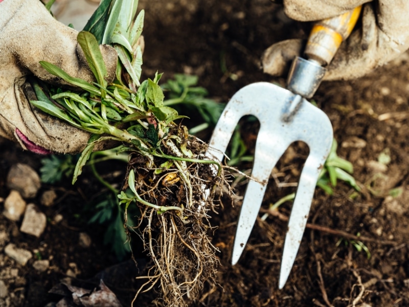 Lawn weeding with garden fork pulling deep weed roots.