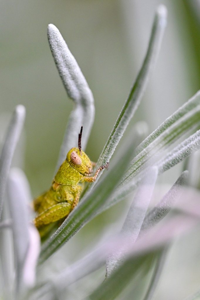 image presents Gardener Arncliffe