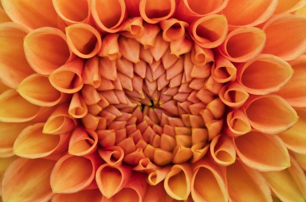 image presents Gardener Beacon Hill