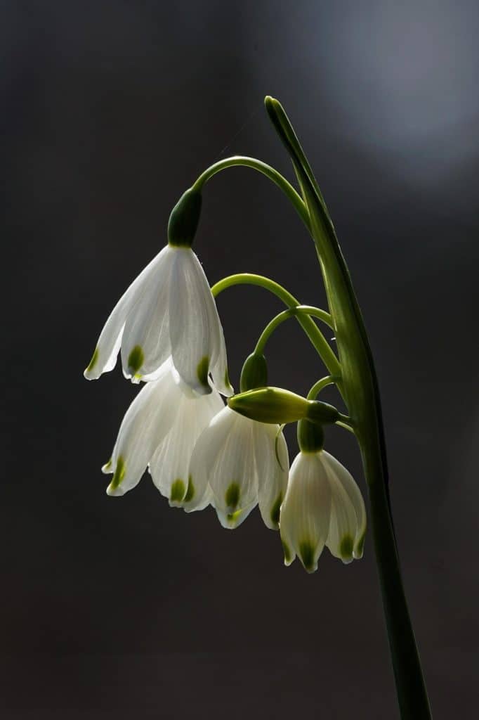 image presents Gardener Belrose