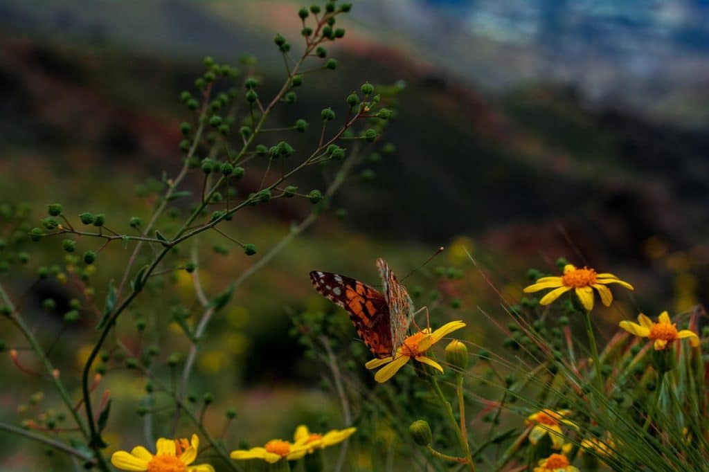 image presents Gardener Bonnyrigg