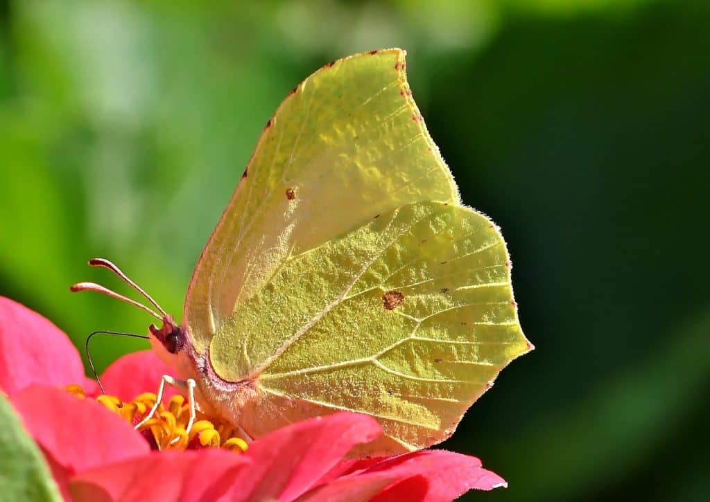 image presents Gardener Cabramatta
