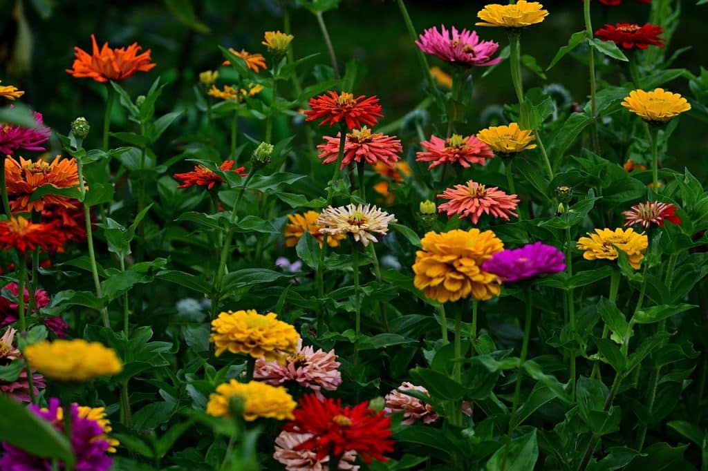 image presents Gardener Campsie