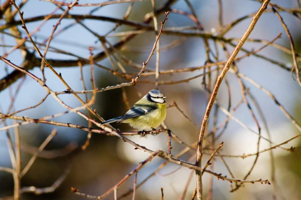 image presents Gardener Chipping Norton