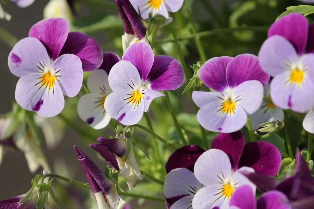 image presents Gardener Clovelly