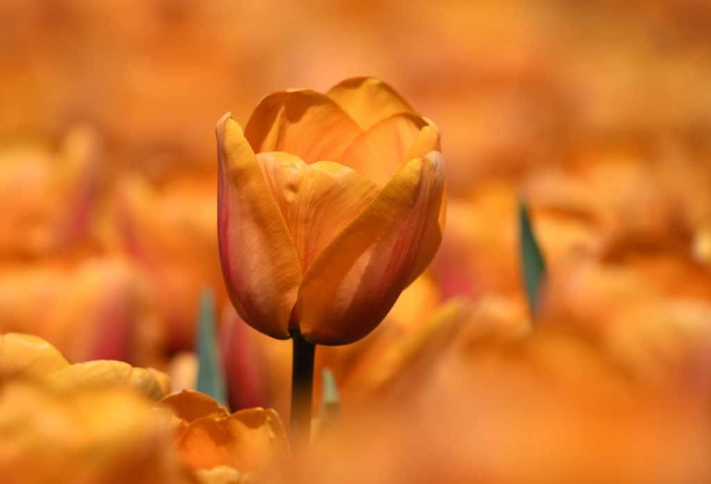 image presents Gardener Cromer