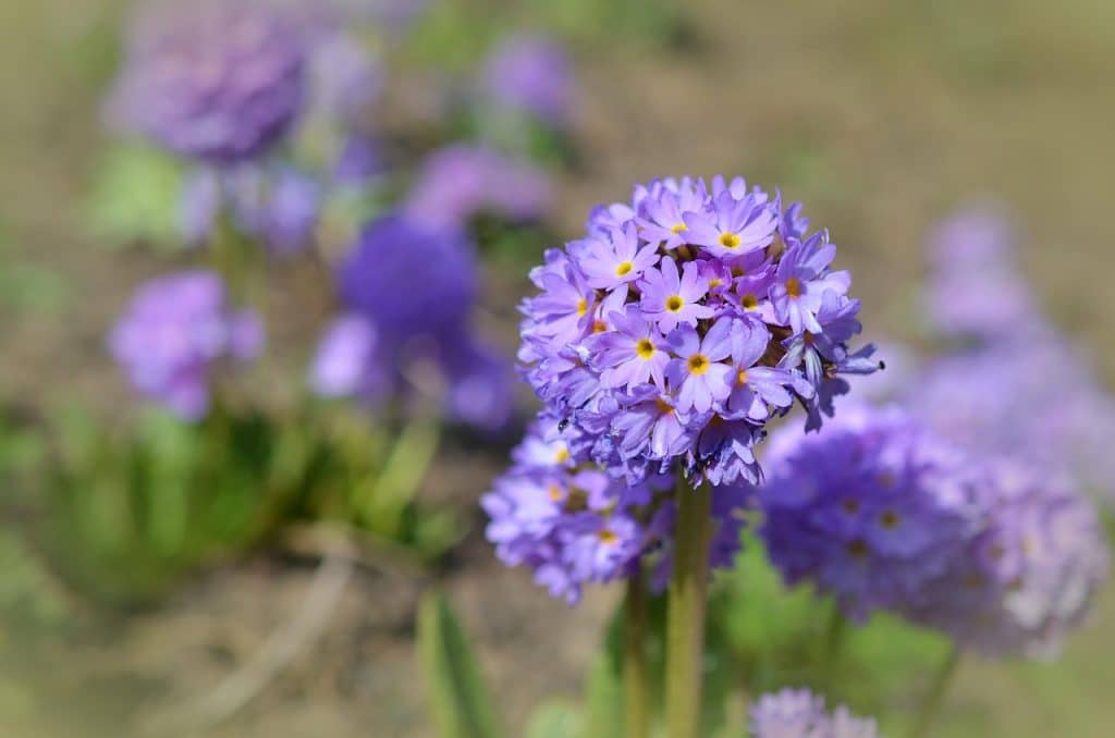 image presents Gardener Daceyville