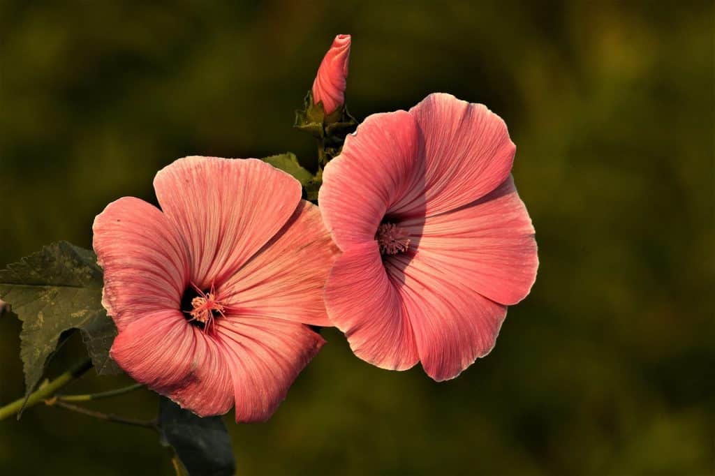 image presents Gardener Eschol Park