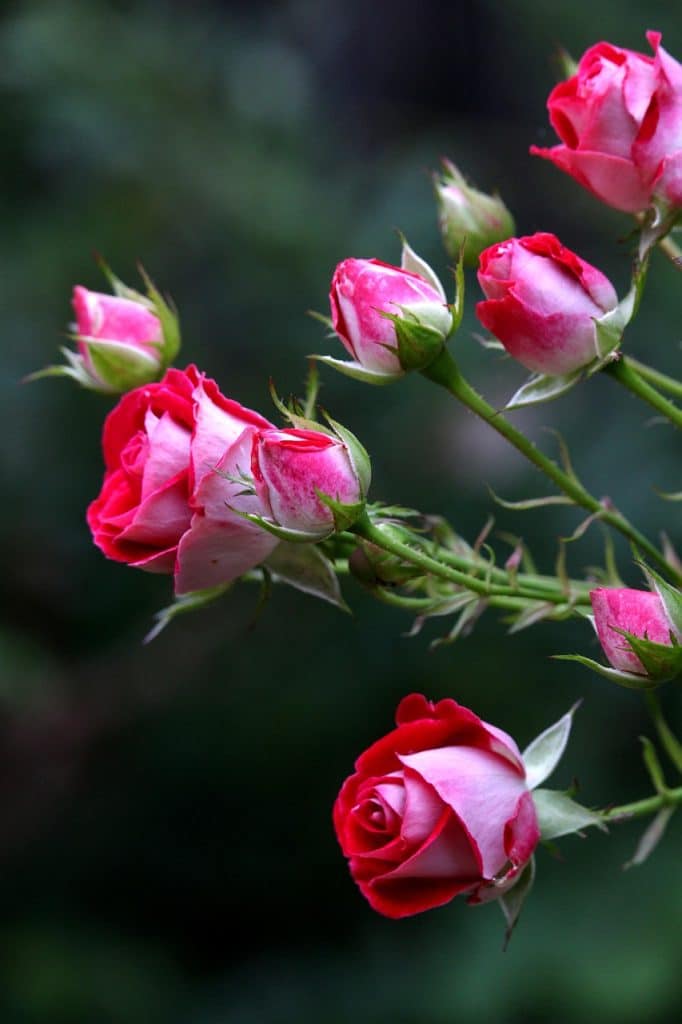 image presents Gardener Girraween