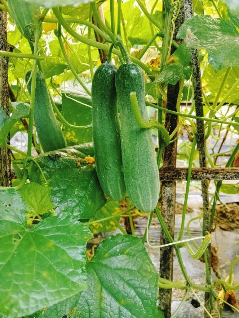 image presents Gardener Glenhaven