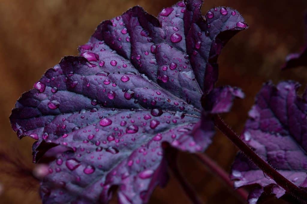 image presents Gardener Greystanes