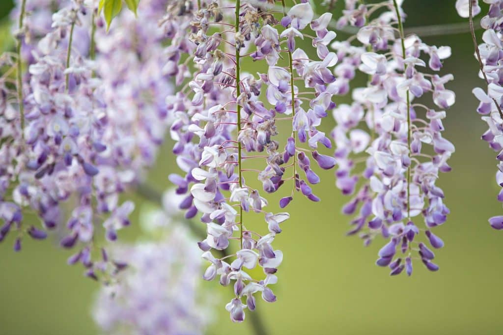 image presents Gardener Gymea Bay