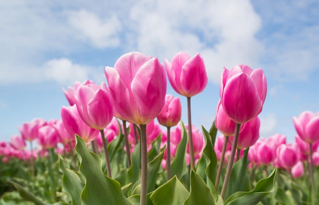 image presents Gardener Kellyville Ridge