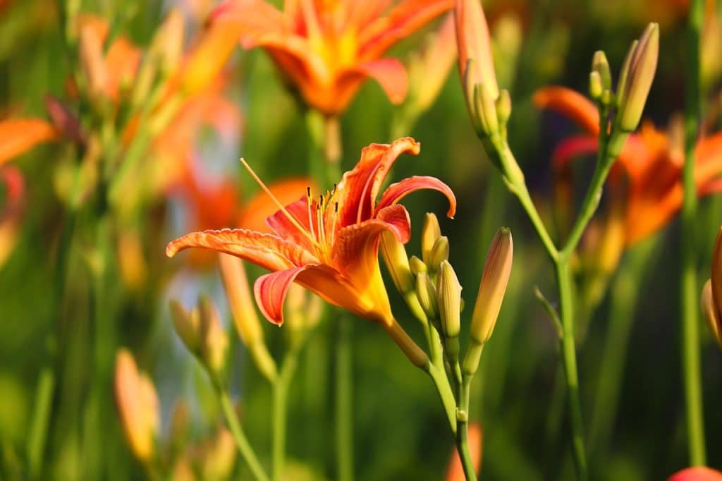 image presents Gardener Kingsgrove