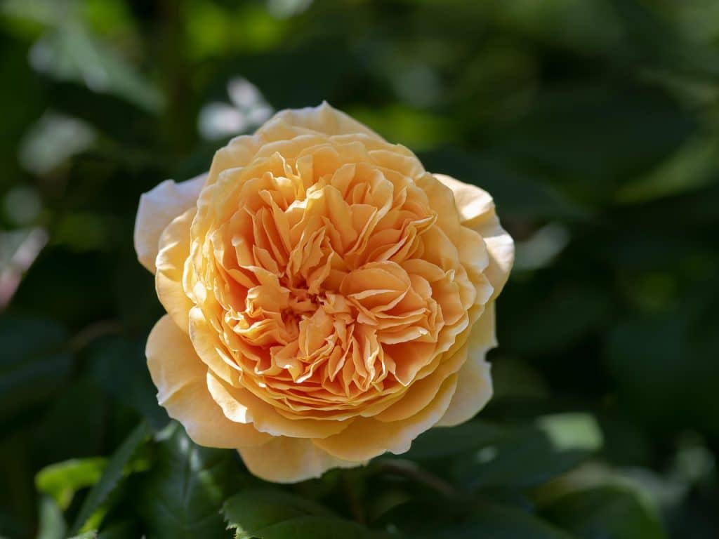image presents Gardener Kyeemagh