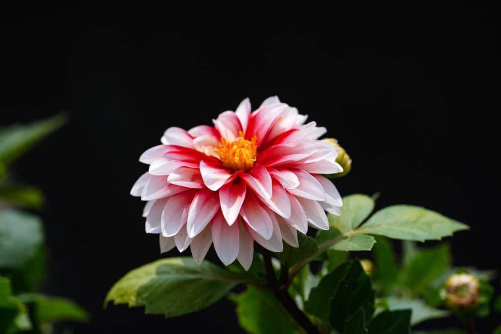 image presents Gardener Leonay