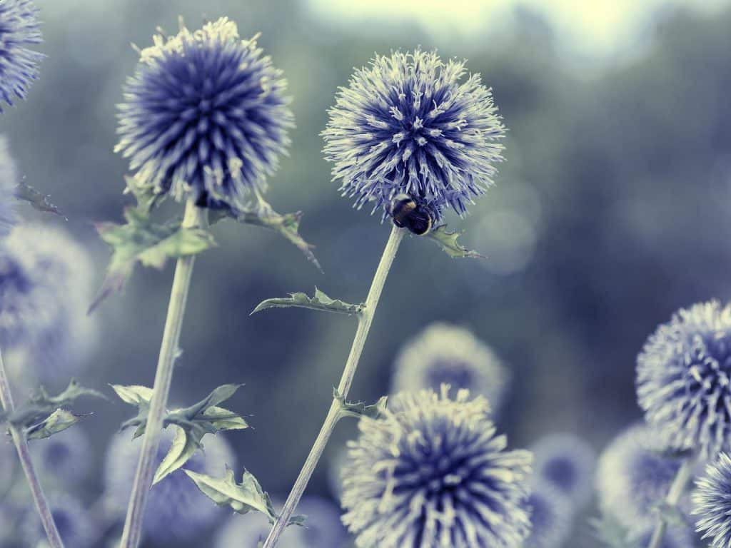 image presents Gardener Lurnea