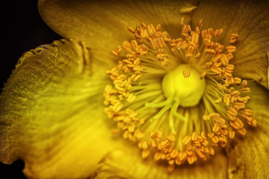 image presents Gardener Meadowbank