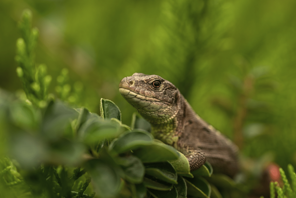 image presents Gardener Milsons Point