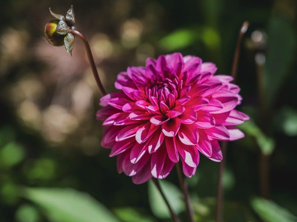 image presents Gardener Minto