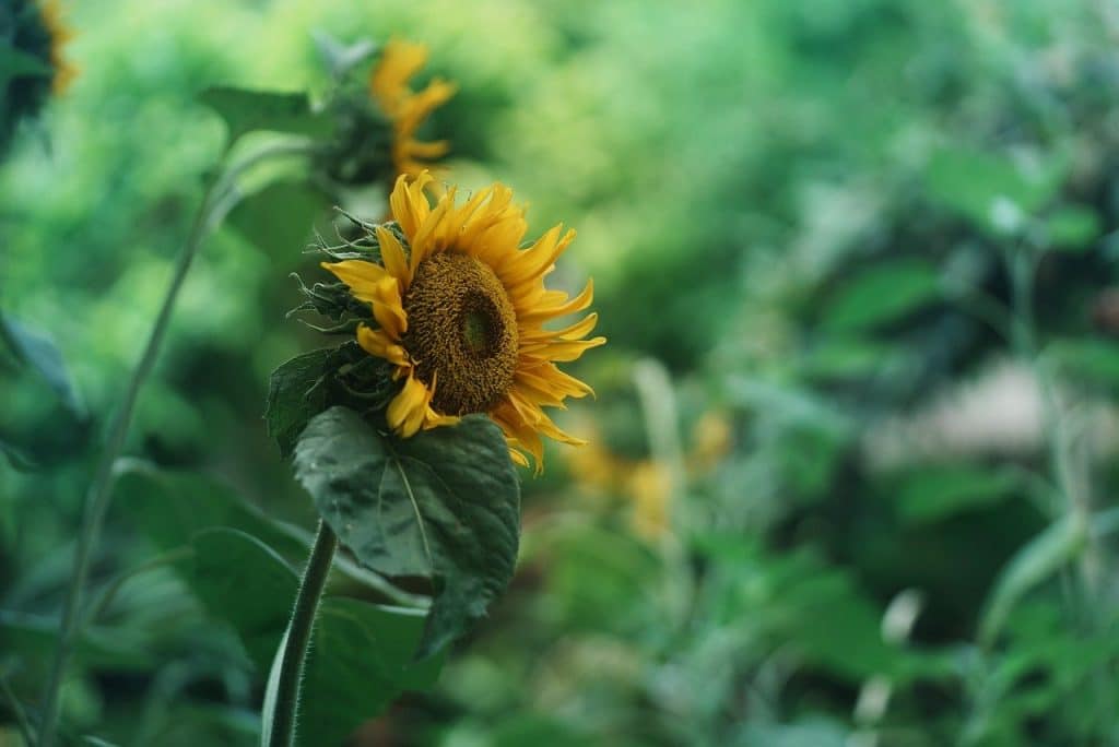image presents Gardener Mona Vale