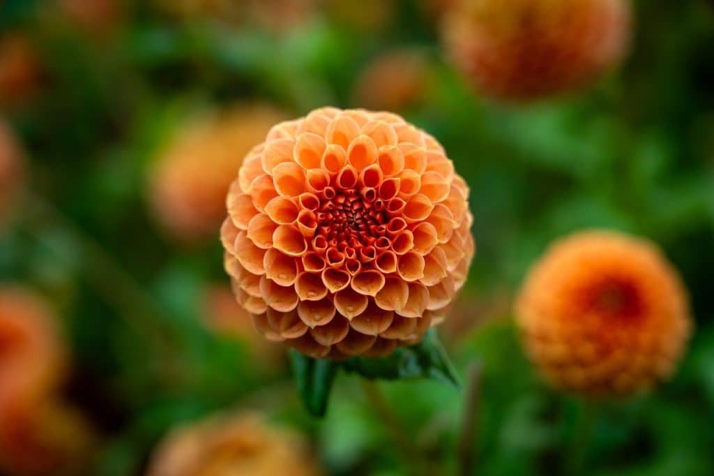 image presents Gardener Narellan