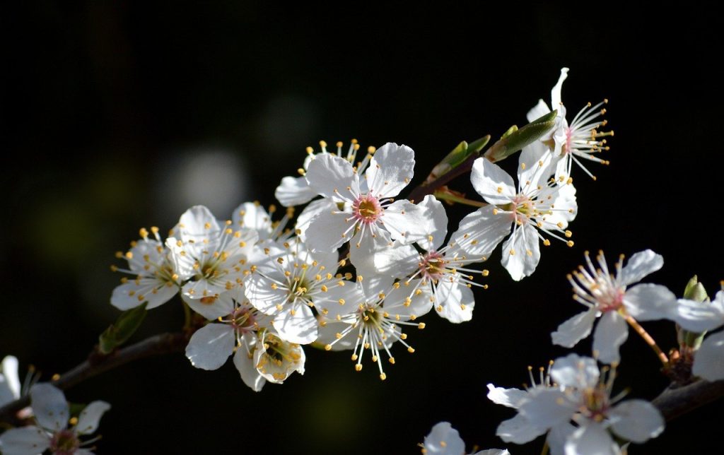 image presents Gardener Paddington