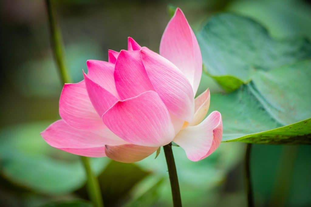 image presents Gardener Phillip Bay