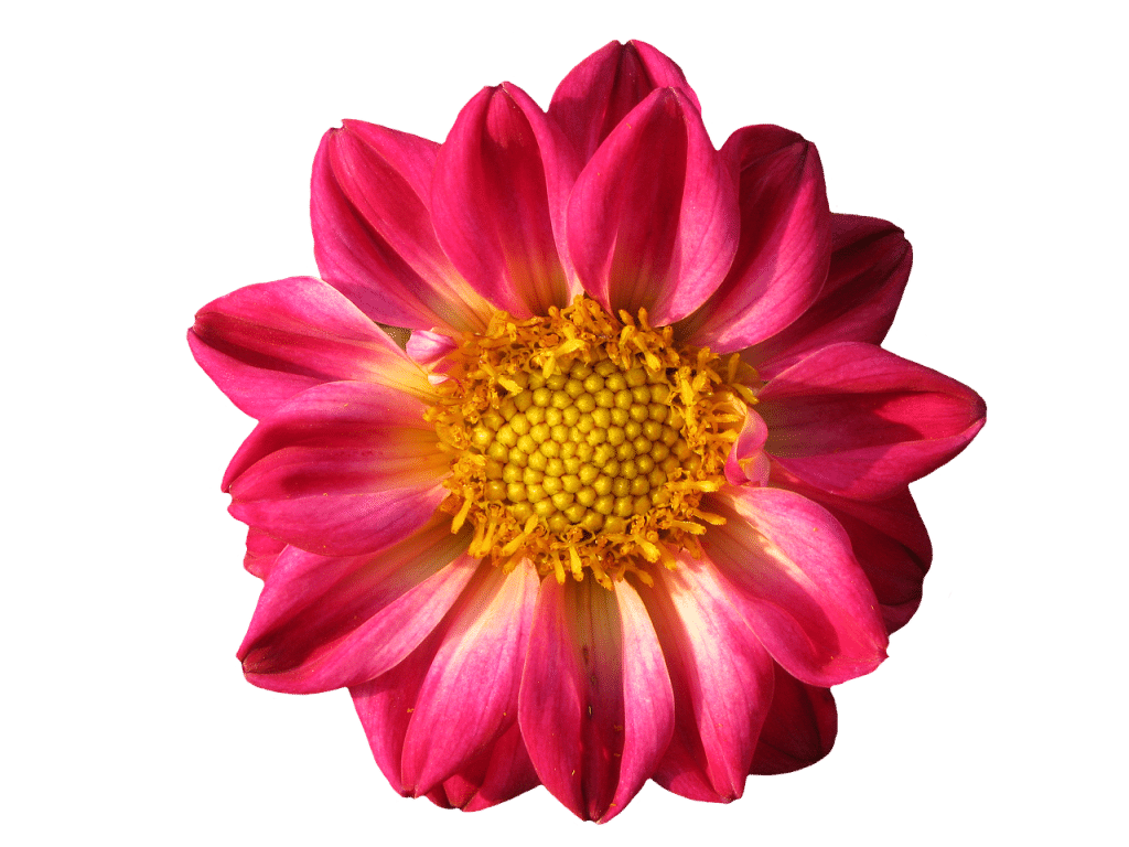 image presents Gardener Port Botany