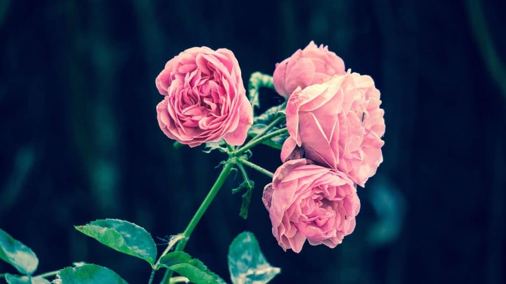 image presents Gardener Port Hacking