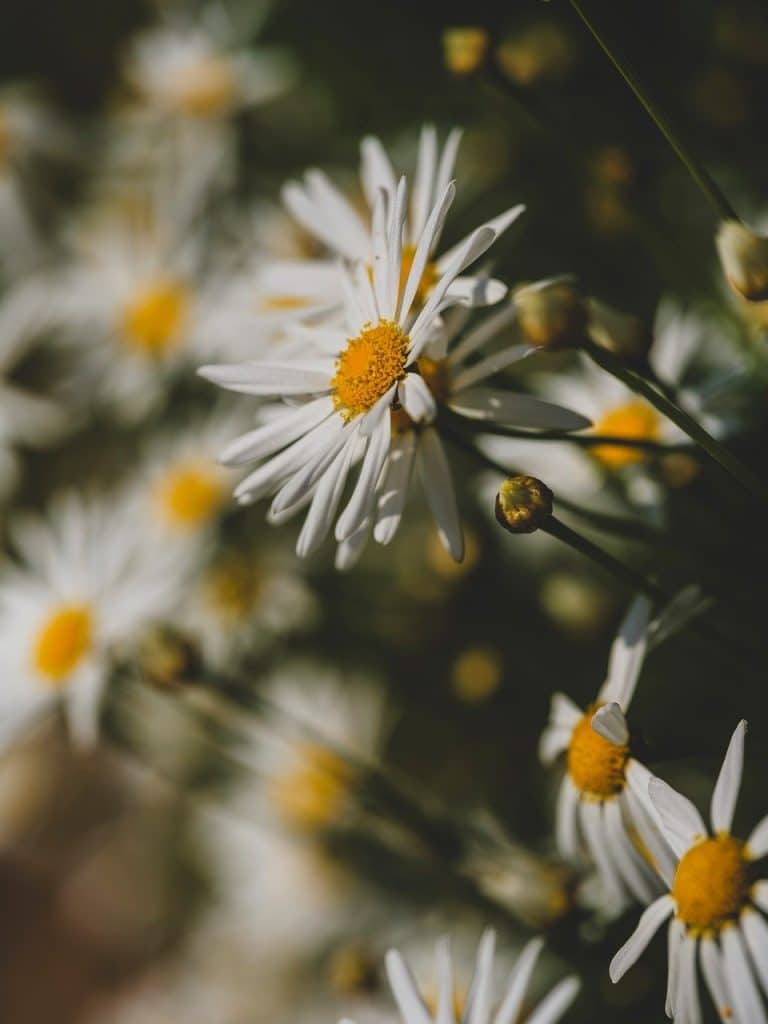 image presents Gardener Riverstone