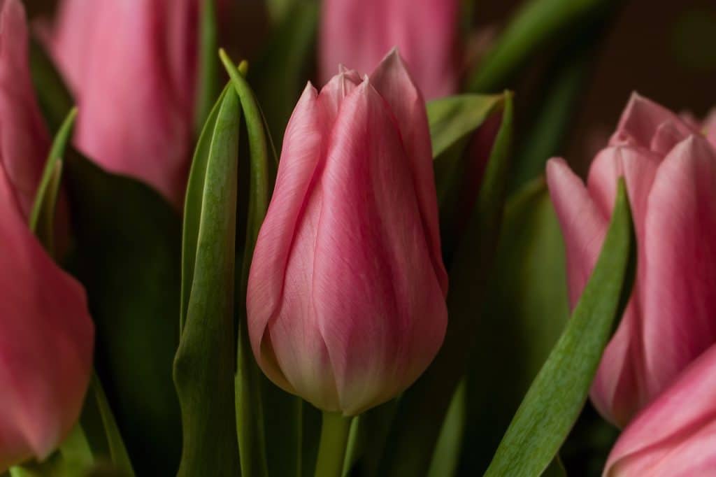 image presents Gardener Sadleir