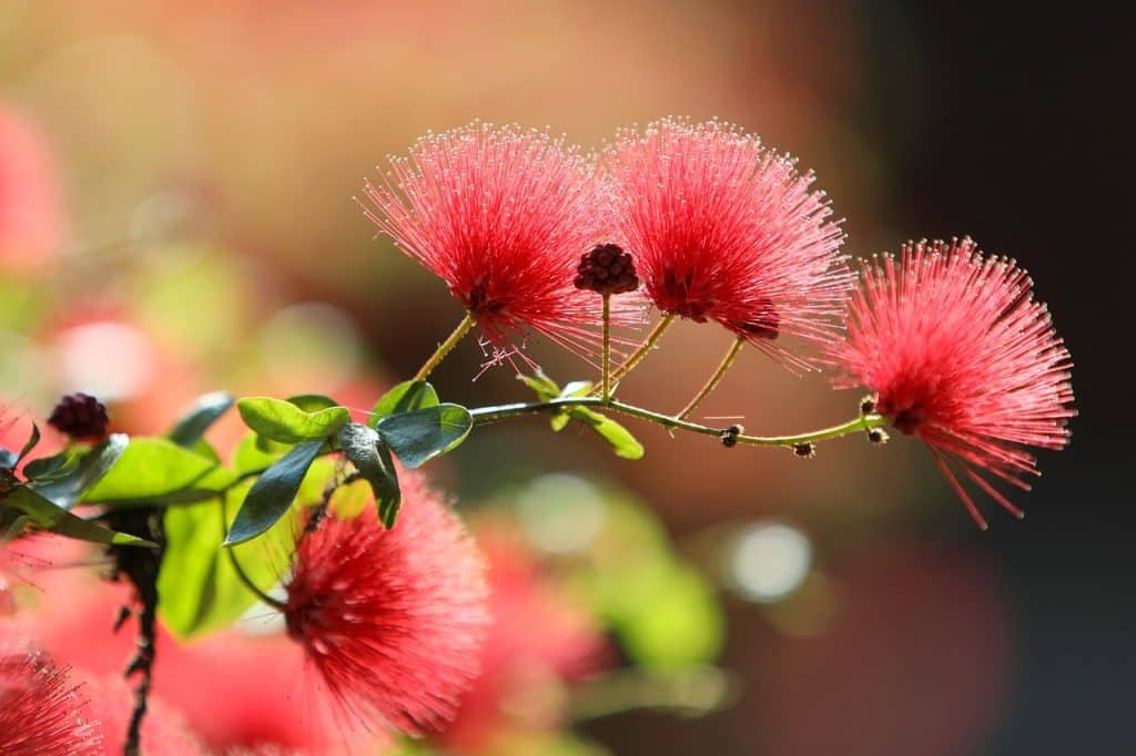 image presents Gardener Seaforth