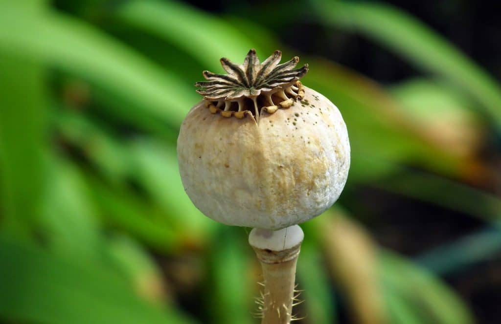 image presents Gardener Surry Hills