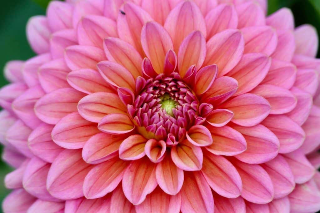 image presents Gardener Tregear