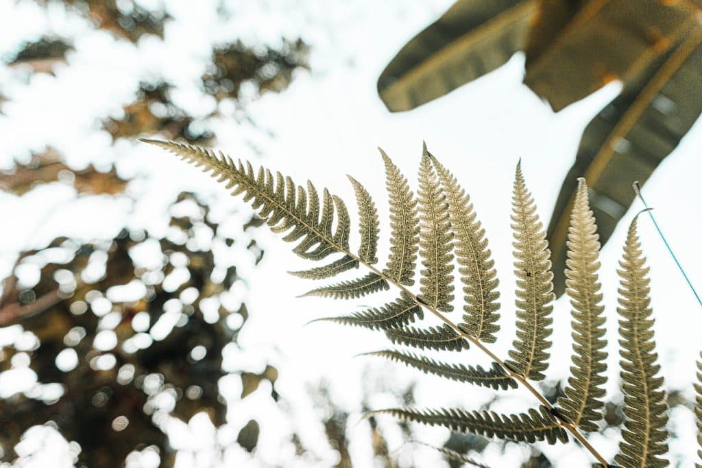 image presents Gardener Villawood