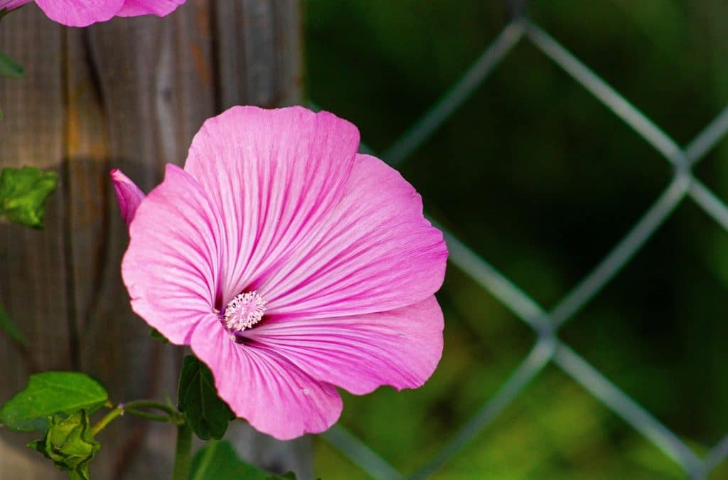 image presents Gardener Warwick Farm