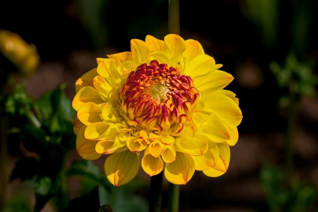 image presents Gardener Winmalee